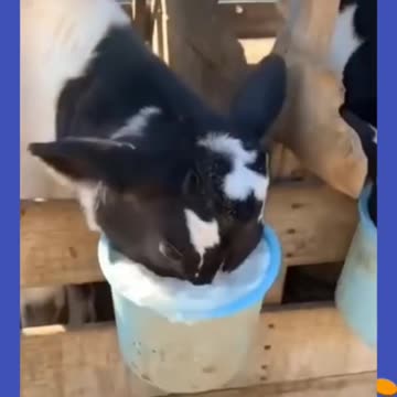 Funny animals videos. #shorts #funnyvideos