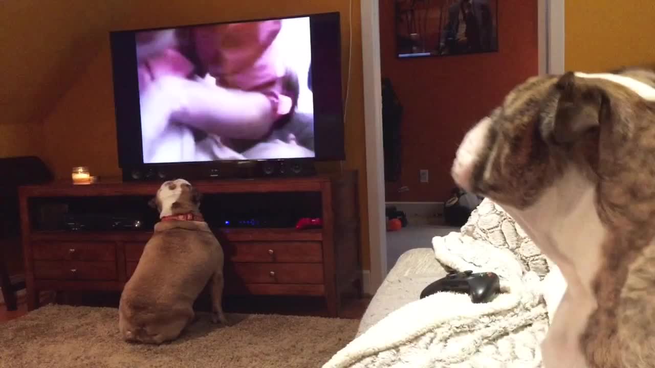 Bulldogs react to 'Cujo' classic horror scene