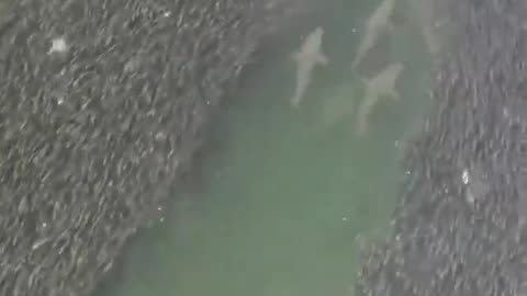 Sharks swimming among thousands of fishes.