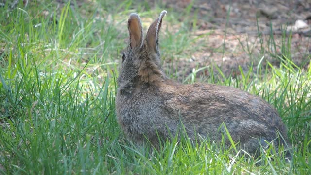 rabbit eating fresh grass amazing full HD new 2021