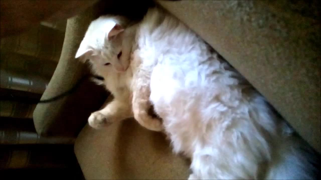 Lazy Cat v.s. Phone Charger