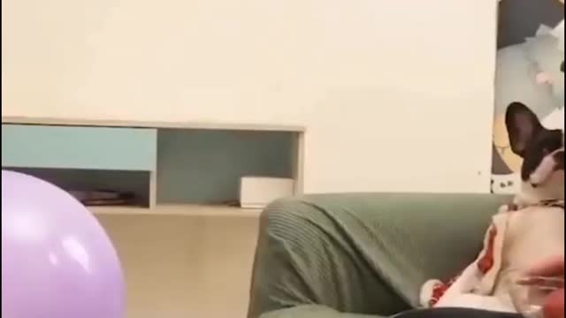FUNNY PETS COMPILATION #2