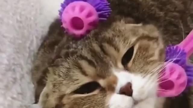 Cat Loves Getting A Massage