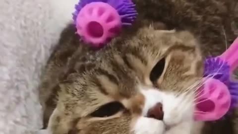 Cat Loves Getting A Massage