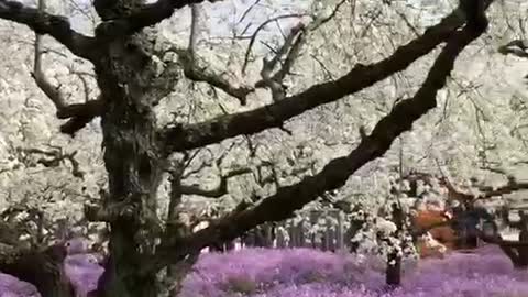 Pear tree: Flow of people: flowers