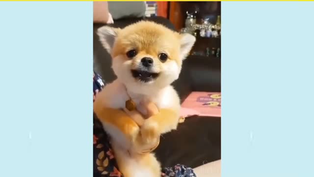 Cute Puppy Showing His Anger 😠
