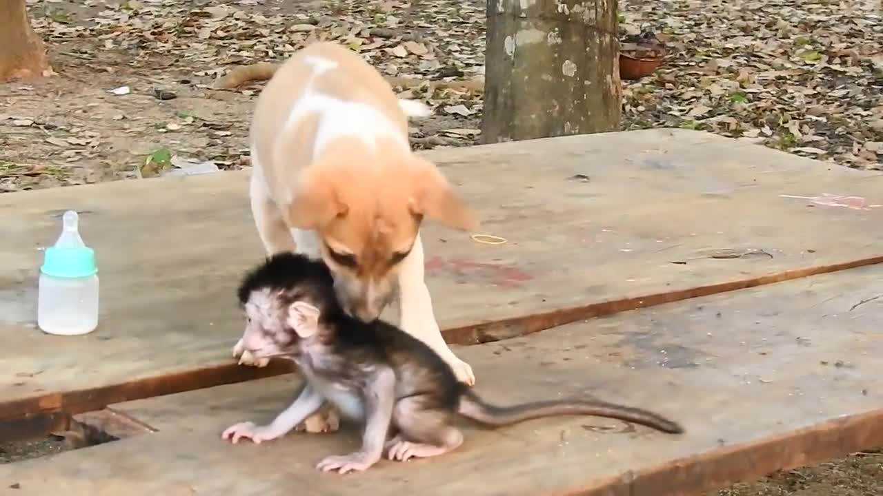 Monkey Baby kiss baby Lucky puppy so funny Monkey Cute