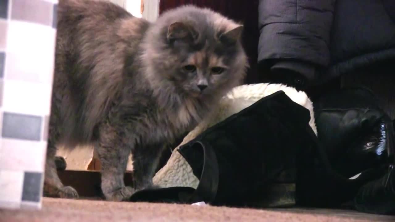 Funny Cat Playing Alone