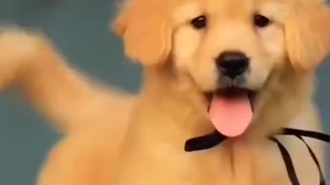 Golden colour dog