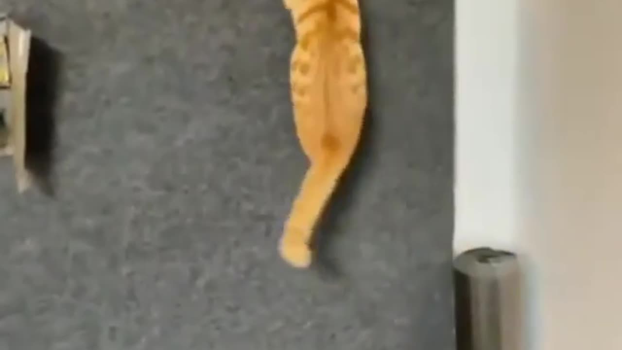 Cat and Dog funny video | Funny animals - Funny animal videos