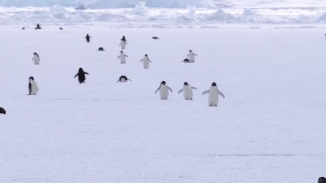 White sea, black penguins. Play together. Very happy