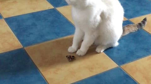 Cat vs butterfly