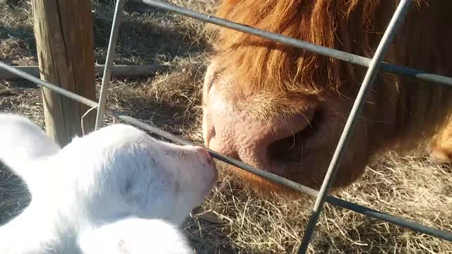 Highland cowlick