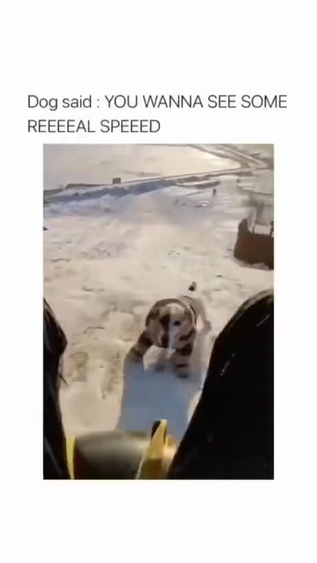 the best fastest dog ❤️🐕