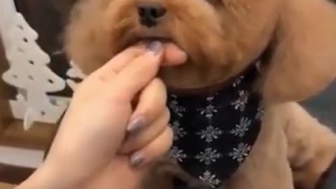 funny animals #07