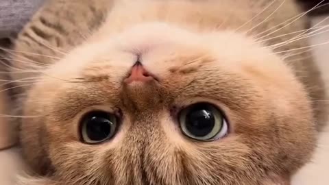 Cute cats | Adorable cats