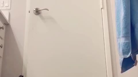 Cat Has Learned How to Escape the Bathroom