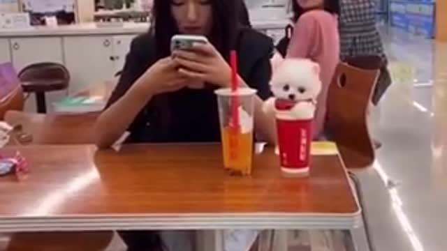 Cut of a puppy