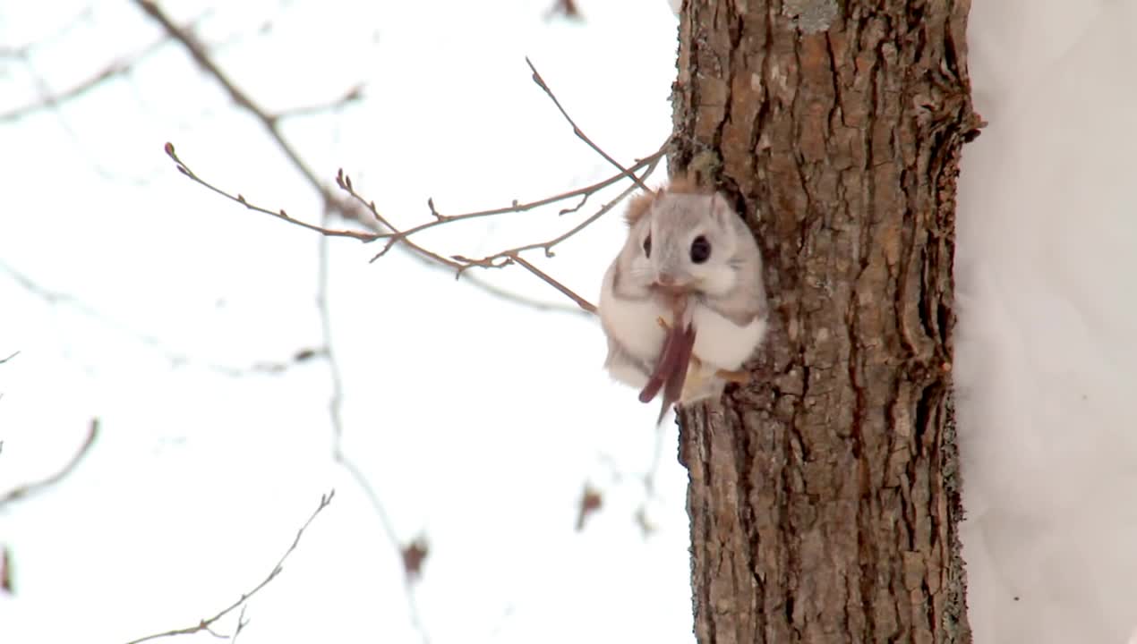 Ezo flying squirrel :D