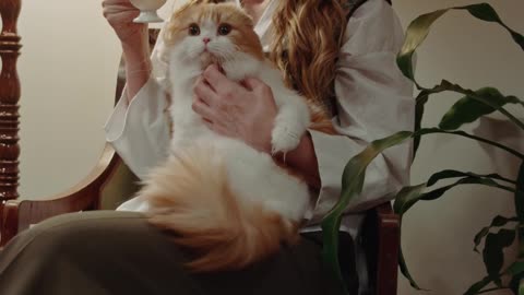 funny cat videos