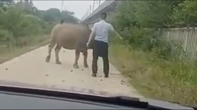What did he say to the buffalo and the buffalo gave way to us