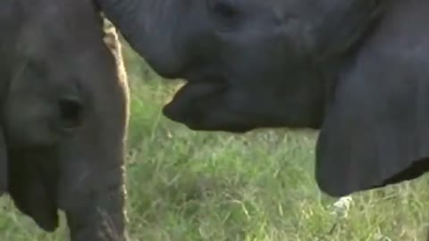 Wow! It's cute little baby elephants