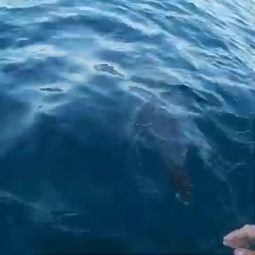 Friendliest Dolphin' Bites Man's Hand During Close Encounter at Noosa