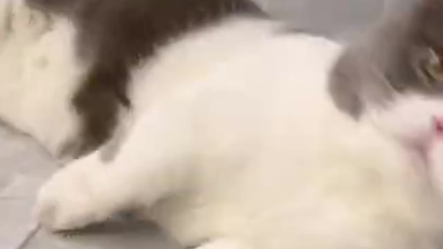 super lazy cat is very adorable