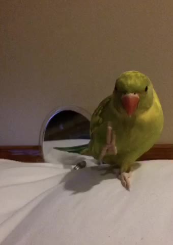 Cutest baby parrot waves just like a human.