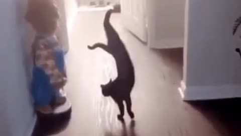 Cat gymnast