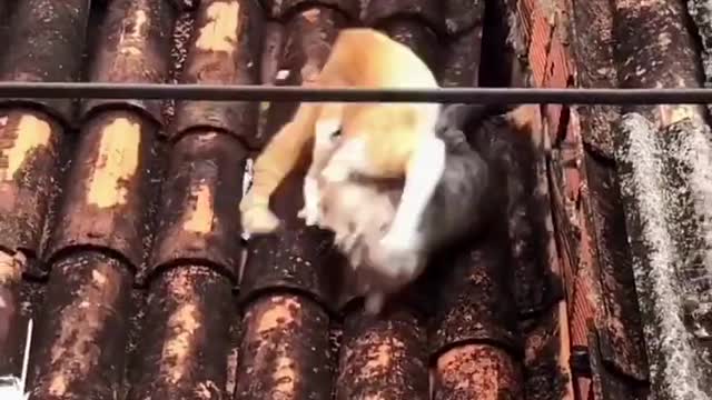 FunnyCatsToday，Two cats fighting, part17