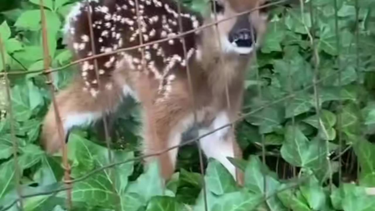 Baby deer stuck ## viral ### short video ### vkj