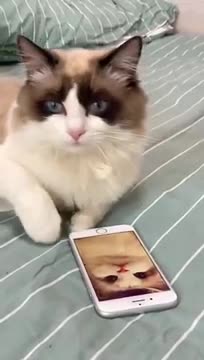 Beautiful cats and dogs