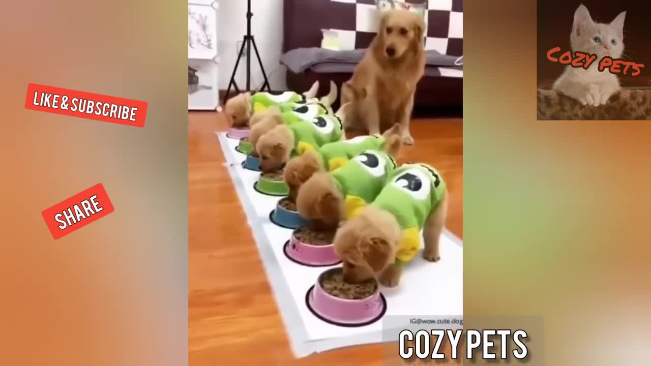 Top best of funny animals 🐕 funny pet clips!🐈💖2020💖