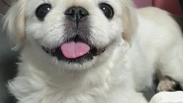 The Pekinese dog is happy to have a snack