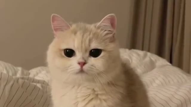 The cat that just woke up, look at its eyes