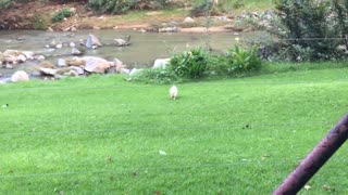 Pequeño cerdito cree que es un perro