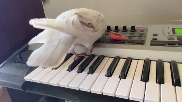 Pigeon Performs a Song and Dance on the Piano