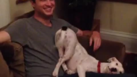 Dog sits funny on lap