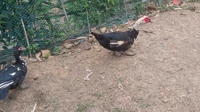 The goose wants to bite him