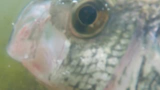 Giant Jerkbait Crappie Fishing from Shore!