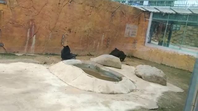 These puppies are so lazy