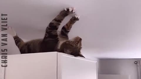 funny cat videos