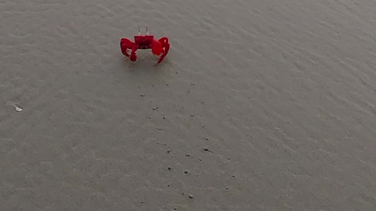 Red Crab Funny Beach