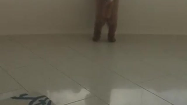 sorprendente perrito aprendiendo a caminar