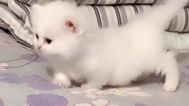 Marshmallow munchkin kittens so cute cate