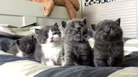 Oooh, how much these kittens are beautiful and cute.