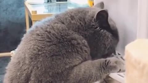 Cats are so funny PART 257 FUNNY CAT VIDEOS