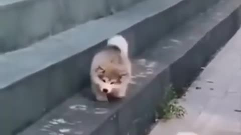 funny pets that change your day