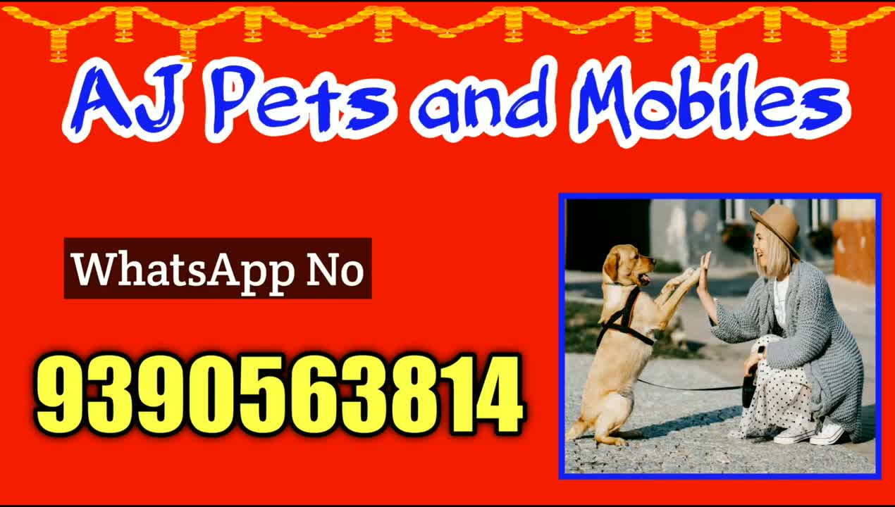 top quality German shepherd puppy for sale in telugu/9985484043 / aj pets